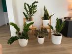 5 planten met witte pot Cotyledon, Zamioculcas, Sanseveria, Ophalen, Overige soorten, Halfschaduw, In pot