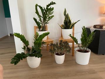 5 planten met witte pot Cotyledon, Zamioculcas, Sanseveria beschikbaar voor biedingen
