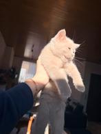 Lief en speels britse korthaar kittens, Plusieurs animaux, Avec pedigree, 0 à 2 ans