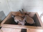 Jonge vleeskonijnen, Dieren en Toebehoren, Konijnen