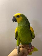 Heel Tamme Blauwvoorhoofd Amazone, Dieren en Toebehoren, Vogels | Parkieten en Papegaaien, Tam