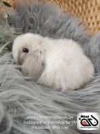 Baby minilop lapin mâle de race pure (transport possible), Mâle, Nain, Oreilles tombantes, 0 à 2 ans