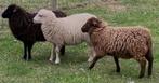 Gezocht! Schapen weide, Dieren en Toebehoren, Schapen, Geiten en Varkens