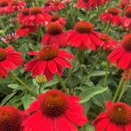 Zaden Echinacea rode tinten oogst 2024, Ophalen of Verzenden