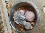 5 blauwe kakarikis voor handopfok, Meerdere dieren, Parkiet, Geringd