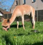 Wij scheren schapen alpaca’s lama’s, Dieren en Toebehoren, Schapen, Geiten en Varkens