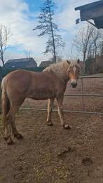 3 haflinger merries met stamboek, Dieren en Toebehoren, Paarden
