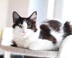 Mainecoons, Dieren en Toebehoren, Poes, Gechipt, 0 tot 2 jaar