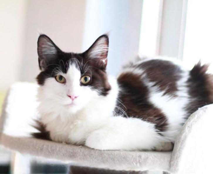 Mainecoons, Dieren en Toebehoren, Katten en Kittens | Raskatten | Langhaar, Poes, 0 tot 2 jaar, Met stamboom, Gechipt, Ontwormd