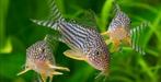 corydoras  sterbai (Peter ik heb er nog 9), Dieren en Toebehoren