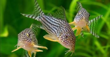 corydoras  sterbai (Peter ik heb er nog 9) beschikbaar voor biedingen
