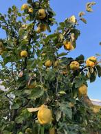 Kweeappel Kweepeer fruit per 5 kilo of 50 kilo vers gezond, Tuin en Terras, Ophalen