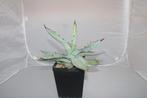 agave titanota black n blue, Vetplant, Ophalen of Verzenden, Minder dan 100 cm, Volle zon