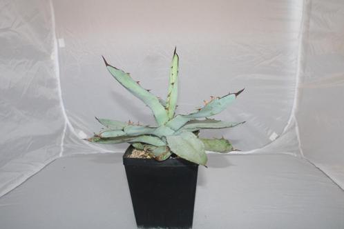 agave titanota black n blue, Huis en Inrichting, Kamerplanten, Vetplant, Minder dan 100 cm, Groene kamerplant, Volle zon, Ophalen of Verzenden