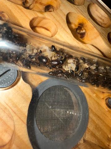Colonie de fourmis Camponotus barbaricus, Fourmis