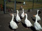 ganzen, Mannelijk, Gans of Zwaan