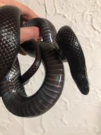 Zwarte koningsslang, Serpent, 3 à 6 ans