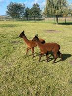 Alpaca merrie veulens, Dieren en Toebehoren, Juli, Vrouwelijk