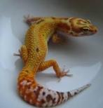 Recherché : des geckos léopards se morphent, Animaux & Accessoires, Reptiles & Amphibiens