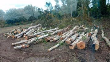  Bomen kappen, opruimen & aanplanten – betrouwbaar en prof beschikbaar voor biedingen