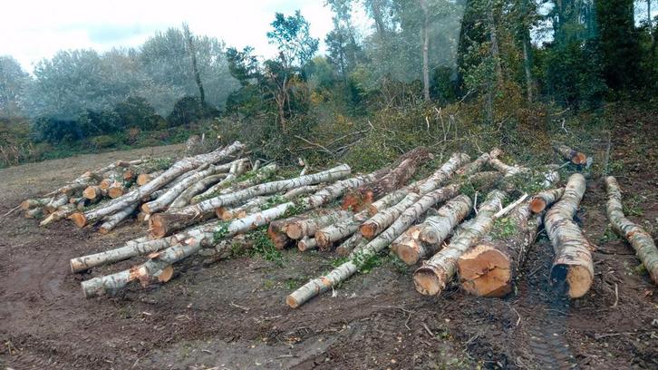 Bomen kappen, opruimen & aanplanten – betrouwbaar en prof, Tuin en Terras, Brandhout, Ophalen of Verzenden