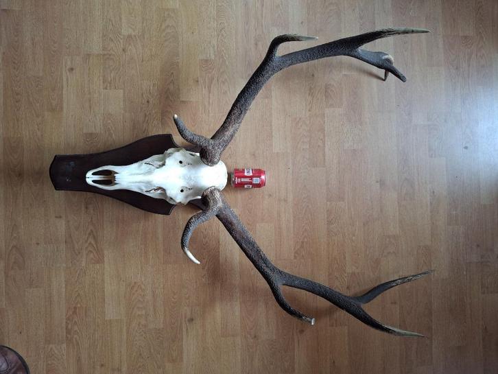 schedel groot hert, Verzamelen, Dierenverzamelingen, Gebruikt, Schedel, Hert, Ophalen