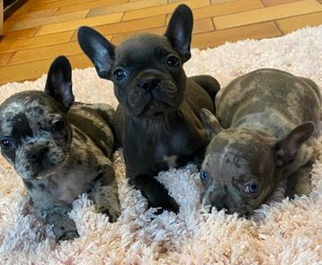 franse bulldog pups,teefjes beschikbaar voor biedingen