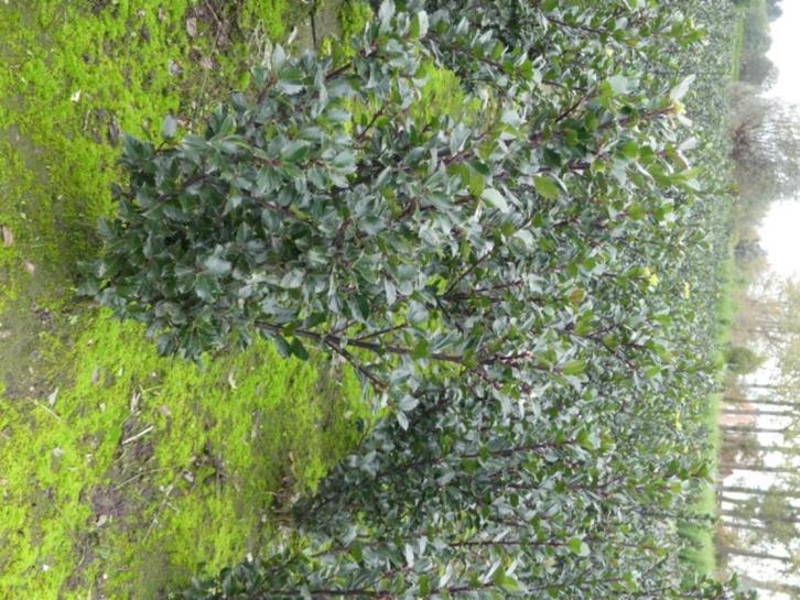 Ilex Blue Prince ( hulst ), Tuin en Terras, Planten | Struiken en Hagen, Hulst, Ophalen