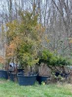 Taxus, Tuin en Terras, Ophalen