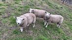 Texelrammen te koop, Dieren en Toebehoren, Mannelijk, Schaap, 0 tot 2 jaar