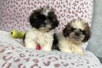 Shih tzu pups teefjes, Dieren en Toebehoren, Honden | Chihuahua's en Gezelschapshonden, België, Overige rassen, CDV (hondenziekte)