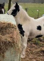 Hengstveulen 2025 met mooie blauwe ogen