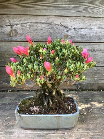 Sho hin azalea bonsai beschikbaar voor biedingen
