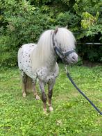 Silverappel Appaloosa gekeurde hengst 93cm, Dieren en Toebehoren, Hengst