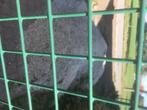 Kiezel yelliw stone, Tuin en Terras, Grind, Keien en Split, Ophalen, Overige materialen, Gebruikt, Geel