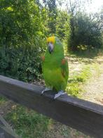 Tamme geelvoorhoofd amazone, Dieren en Toebehoren, Vogels | Parkieten en Papegaaien, Mannelijk, Papegaai, Pratend