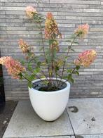 Pluimhortensia pink lady (1 stuk), Tuin en Terras, Planten | Tuinplanten, Ophalen, Zomer, Vaste plant