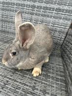 Duitse reuzen, Meerdere dieren, Groot, 0 tot 2 jaar