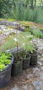 Perzische Slaapboom, Tuin en Terras, Planten | Bomen, Ophalen