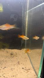 Zwaarddragers te koop, Dieren en Toebehoren, Vis, Zoetwatervis
