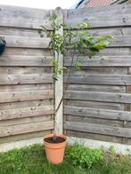 Walnoten/okkernotenboom +/- 135cm, Enlèvement