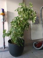 Kamerplant Schefflera arboricola, Ophalen