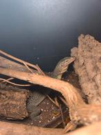 Varanus indicus mogelijk 0.1, Dieren en Toebehoren, Reptielen en Amfibieën