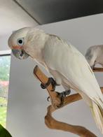 Zeer mooie en grote Goffini kaketoe, Mannelijk, Papegaai, Geringd