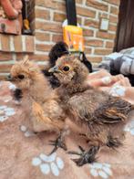 Zijdehoen kuikentjes 3 weken oud, Dieren en Toebehoren, Geslacht onbekend