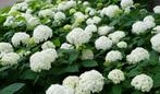 Hortensia 'Annabelle' (Hydrangea), Tuin en Terras, Planten | Tuinplanten, Halfschaduw, Zomer, Vaste plant, Overige soorten