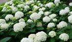 Hortensia 'Annabelle' (Hydrangea), Halfschaduw, Zomer, Vaste plant, Overige soorten