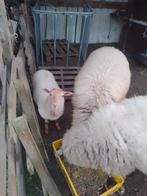 Houtlander lammeren, Dieren en Toebehoren