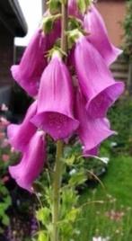 DIgitalis / vingerhoedskruid, vanaf 1 euro, Tuin en Terras, Tweejarig, Halfschaduw, Zomer, Ophalen
