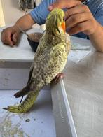 Handtamme geparelde valkparkiet, Dieren en Toebehoren, Vogels | Parkieten en Papegaaien